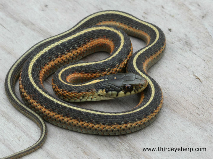 Orange Striped Cost Garter Snake